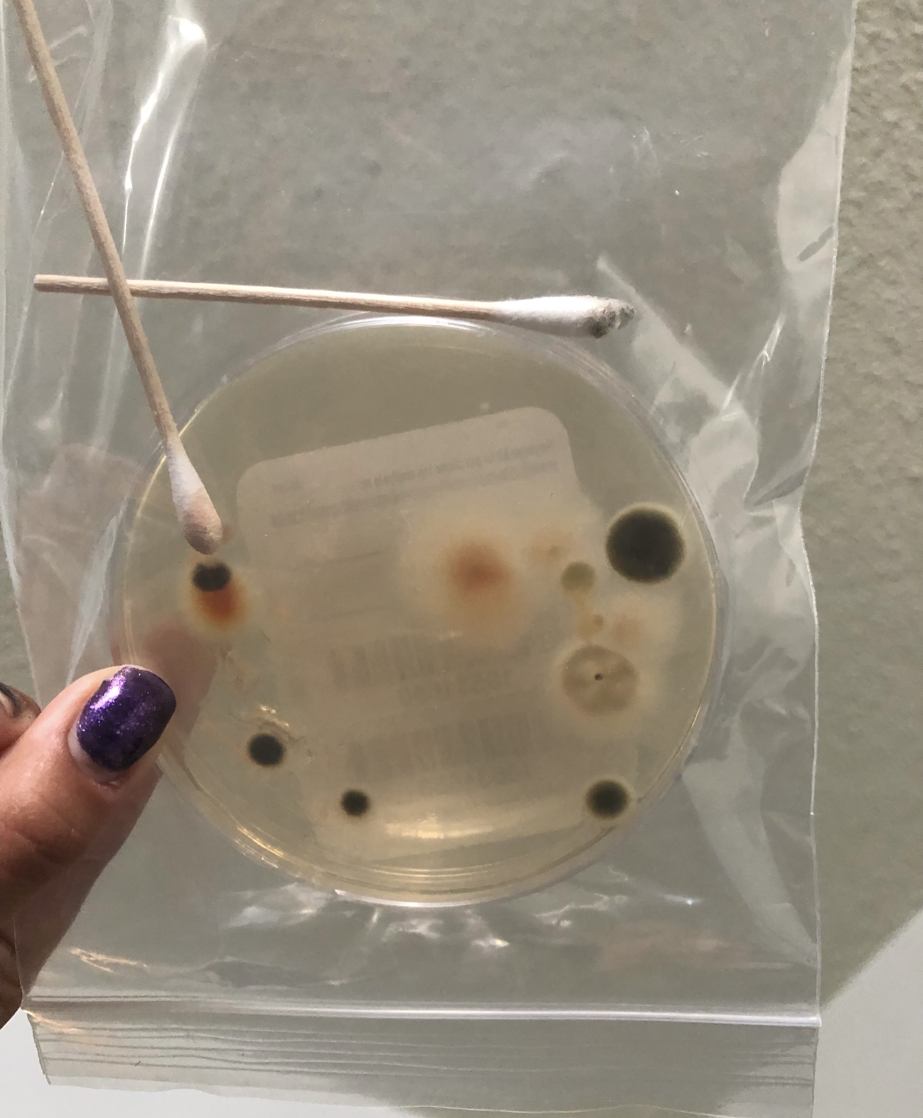 A positive at-home mold test from Bjorklund's apartment in the Corsica apartment building