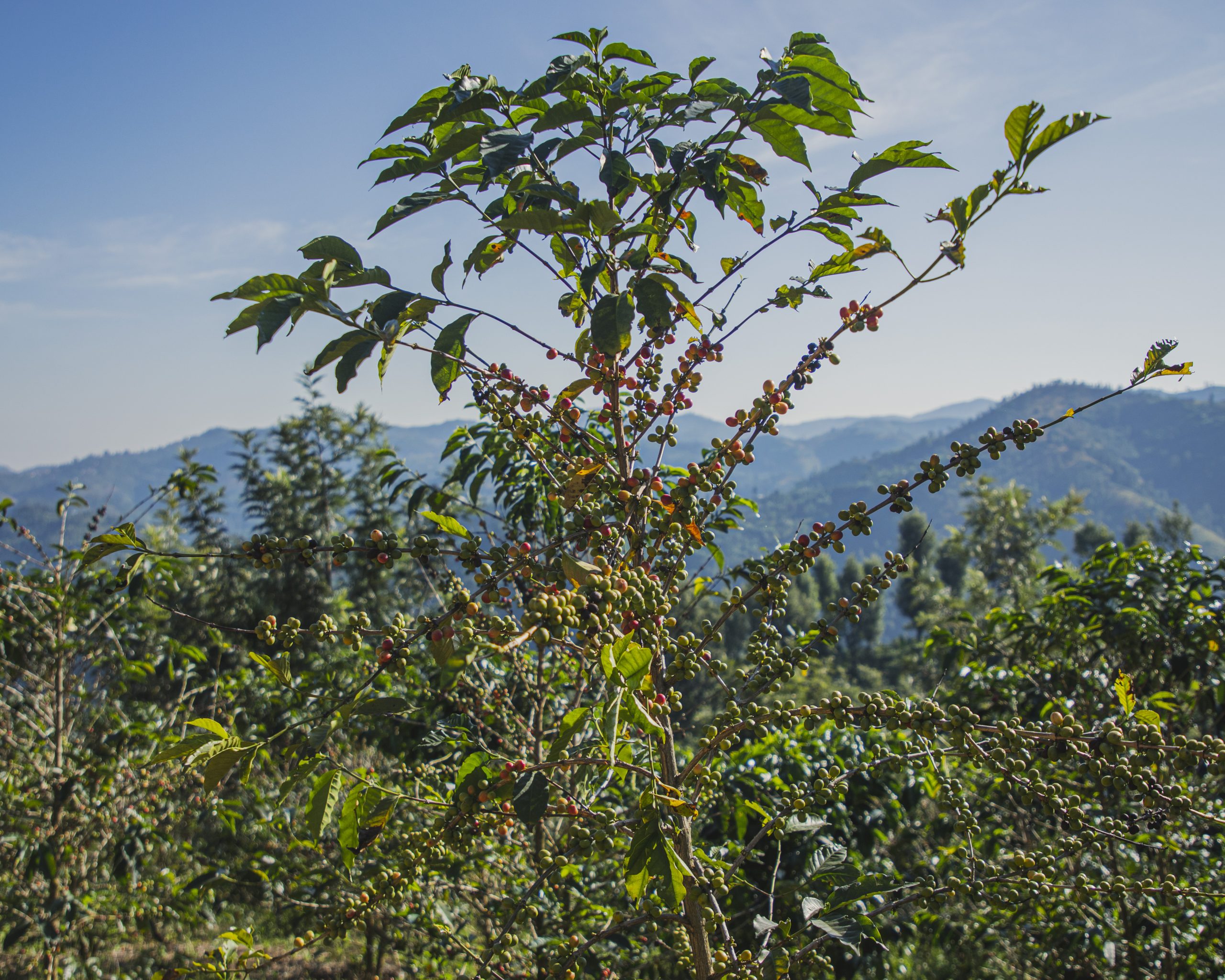 Source: Gasharu Coffee Farms