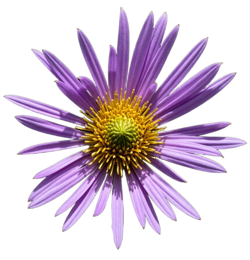 aster1