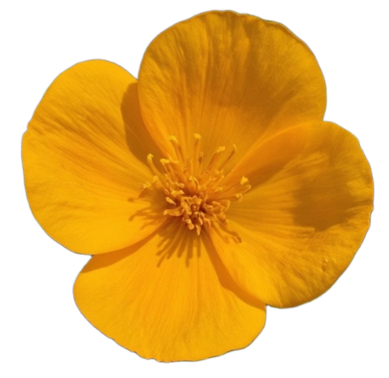 californiapoppy1