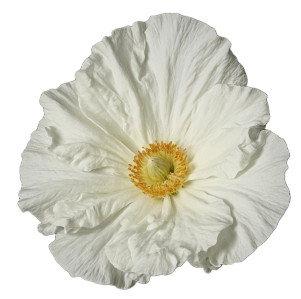 matilijapoppy1