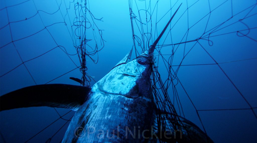 CA Drift Gillnets – An Unsustainable Fishing Practice Off The West Coast